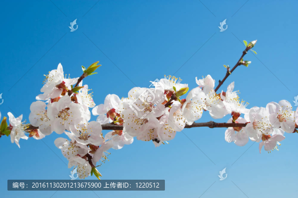 杏花