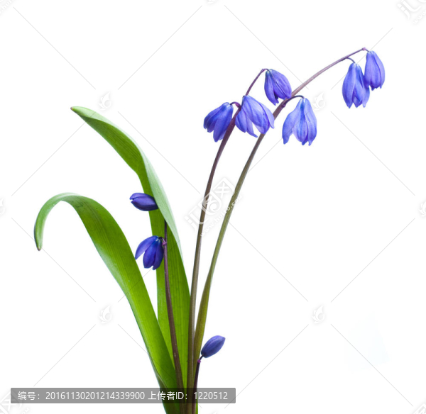 第一個春天的花朵-,scilla,siberica