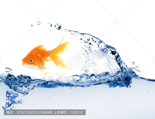 金色的魚