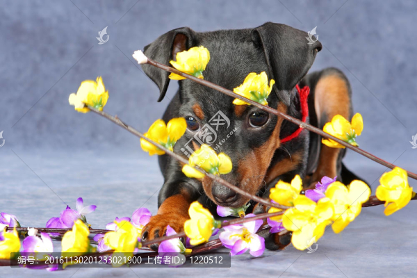 迷你杜賓犬的小狗
