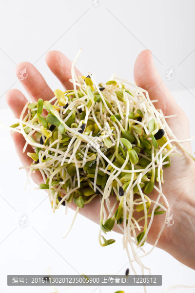 白色背景新鮮苜蓿芽