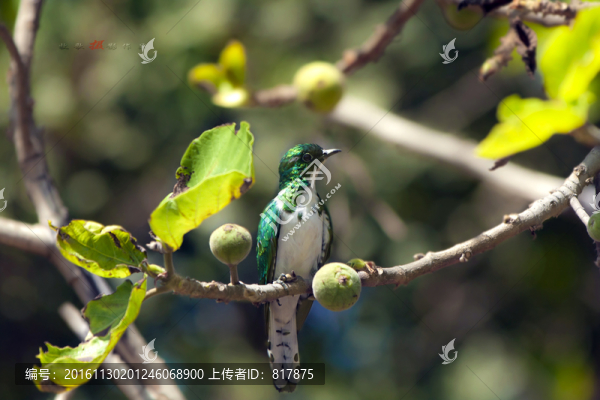 鳥