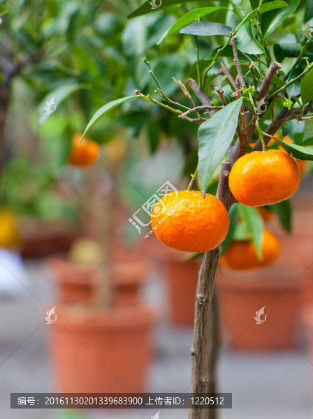 Tangerine夜店上的樹