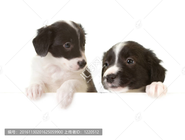 邊境牧羊犬幼犬一卡