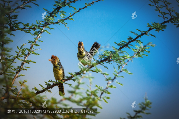 小鳥(niǎo)