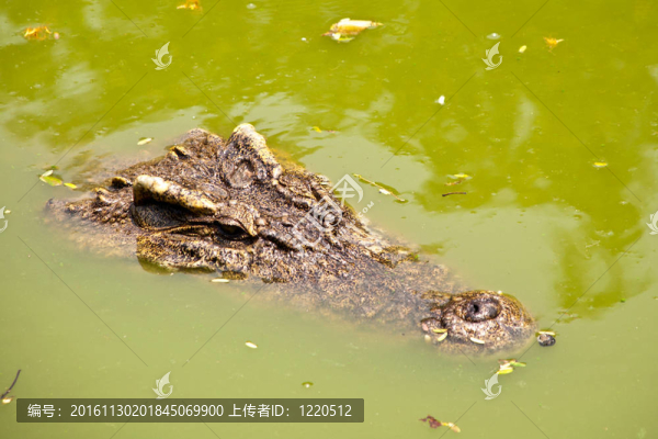 鱷魚在水里