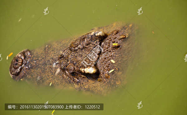 鱷魚在水里