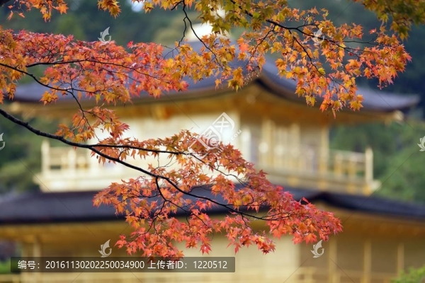 日本的秋天的顏色