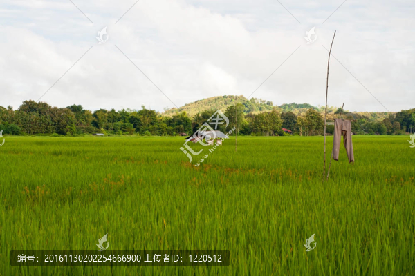 綠色的稻田