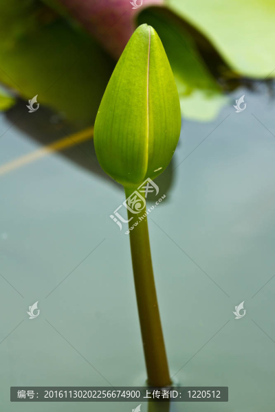 蓮花