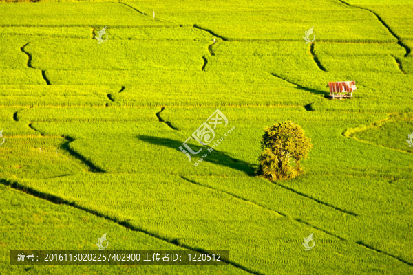綠色的稻田