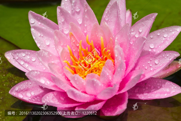 蓮花