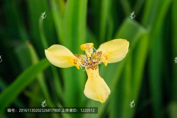 泰國蘭花