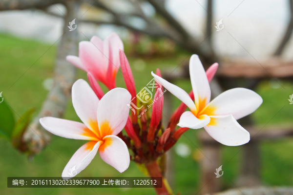 熱帶花卉；leelavadee
