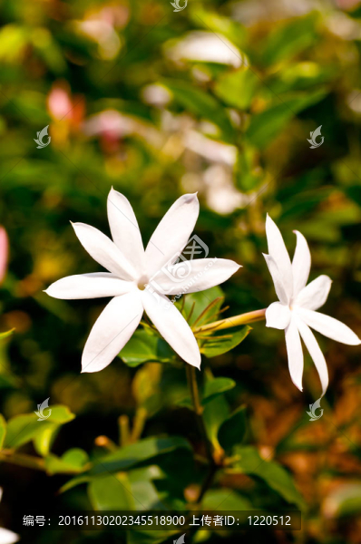 White,Jasmine的花