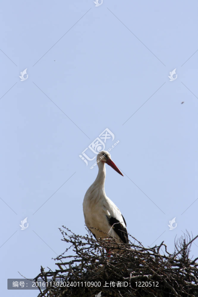 在巢鸛