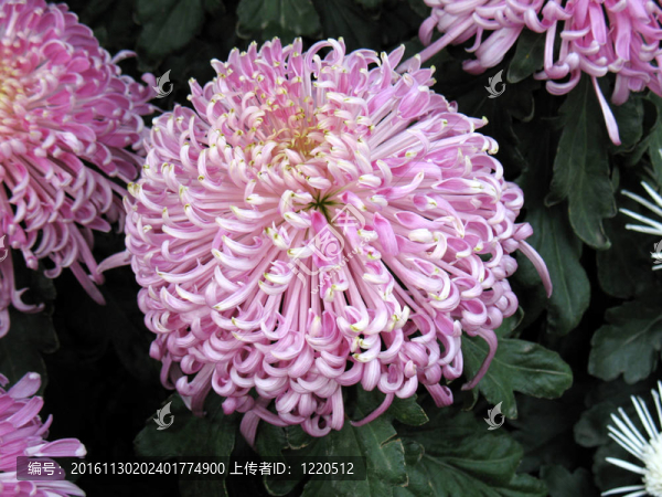 菊花