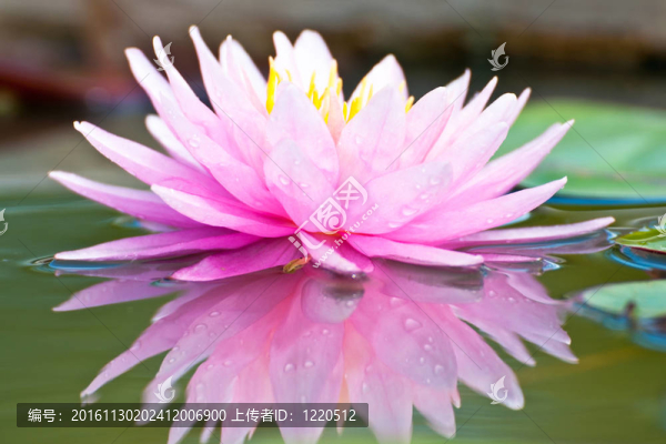 蓮花