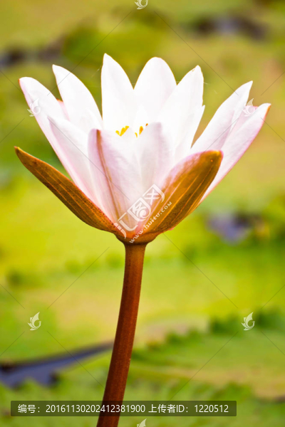 蓮花