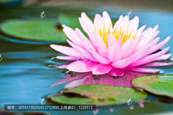 蓮花