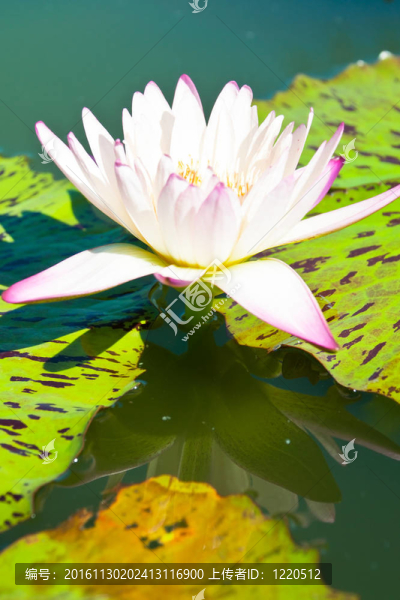 蓮花-匯圖網(wǎng) www.fosd68.com 蓮花