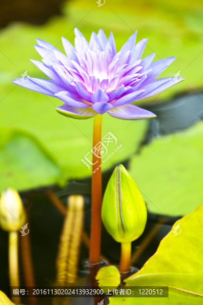 蓮花