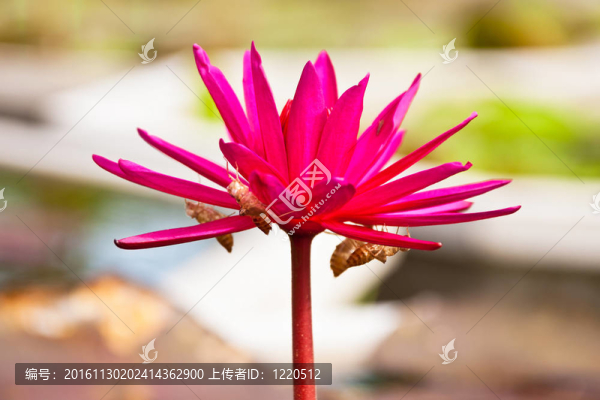 蓮花
