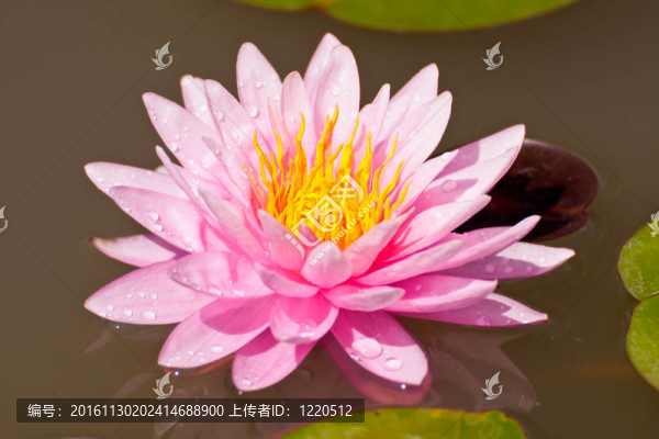 蓮花