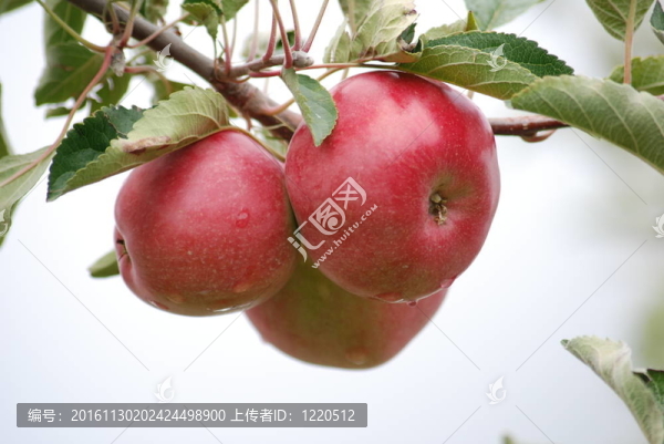 紅蘋果；idared