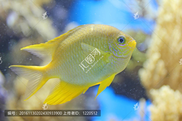 藍色背景中的黃色魚