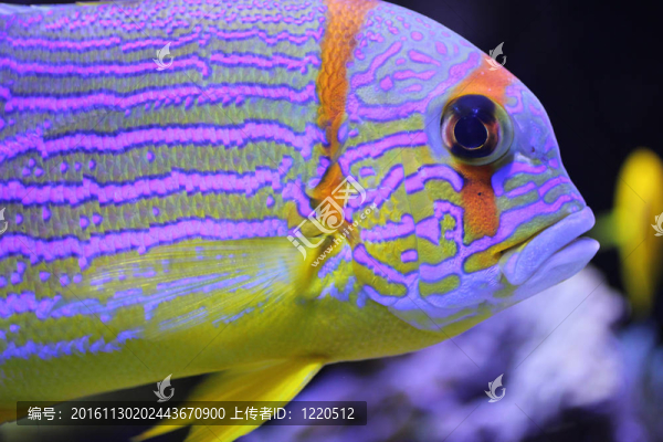 五顏六色的魚