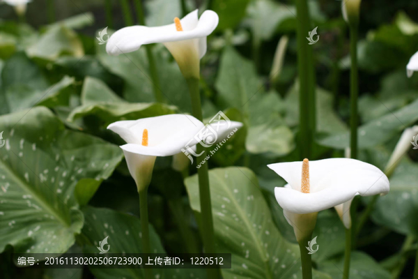馬蹄蓮
