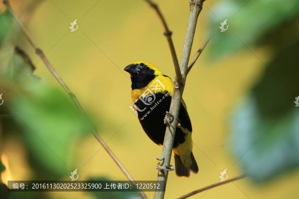 金絲雀
