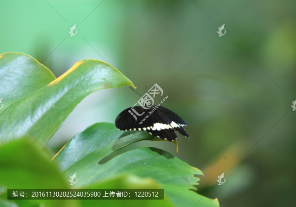 黑蝴蝶