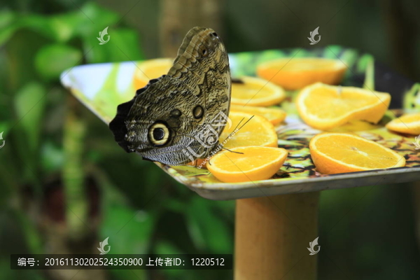 蝴蝶