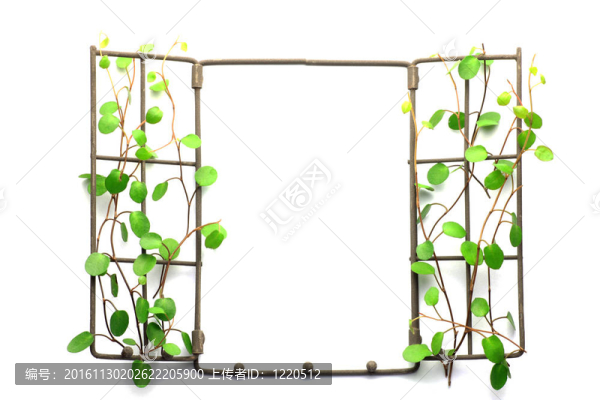 植物框架
