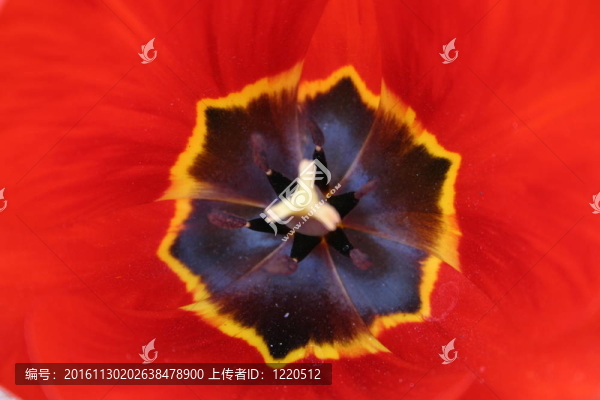 花；宏