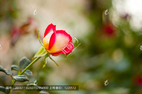 紅玫瑰