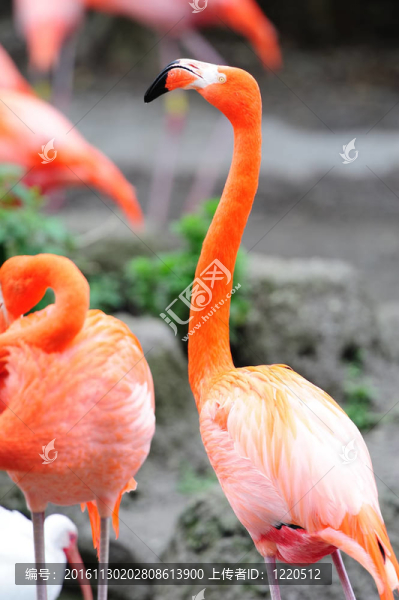 在邁阿密動物園的火烈鳥