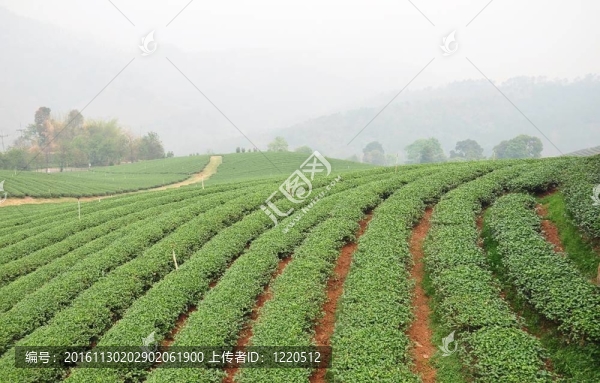 茶園。