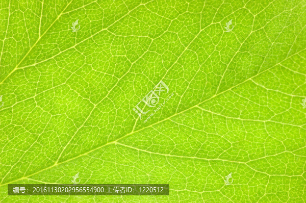 綠葉宏觀背景紋理-匯圖網(wǎng) www.fosd68.com 綠葉宏觀背景紋理