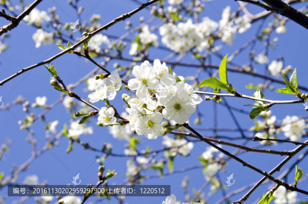 櫻桃樹枝上的花