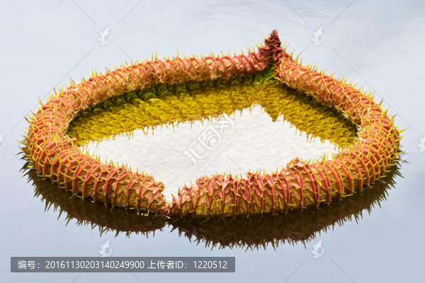 蓮花綻放