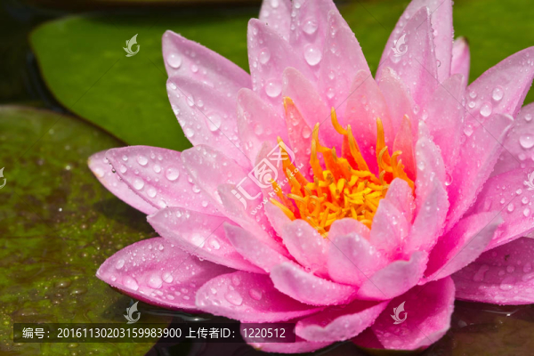 蓮花