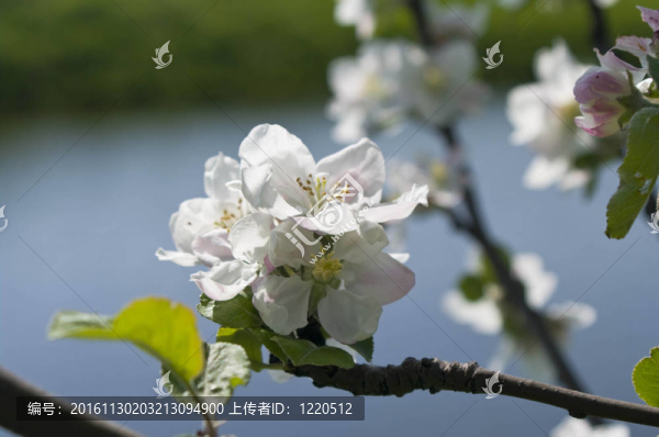 春天開花的蘋果樹的樹枝