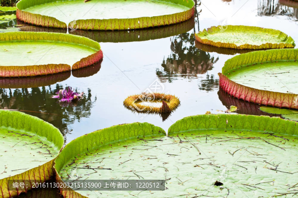 蓮花綻放