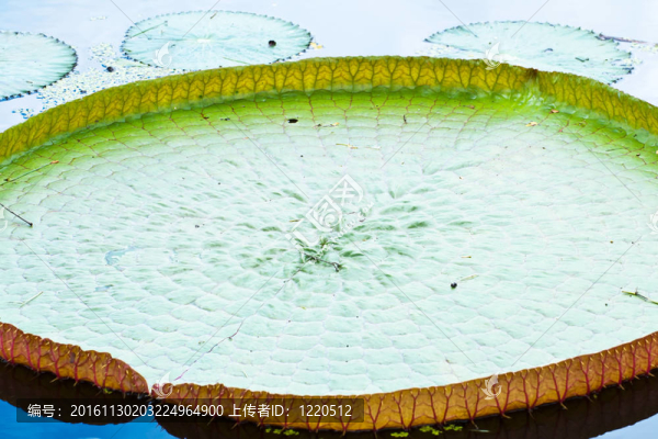 蓮花綻放
