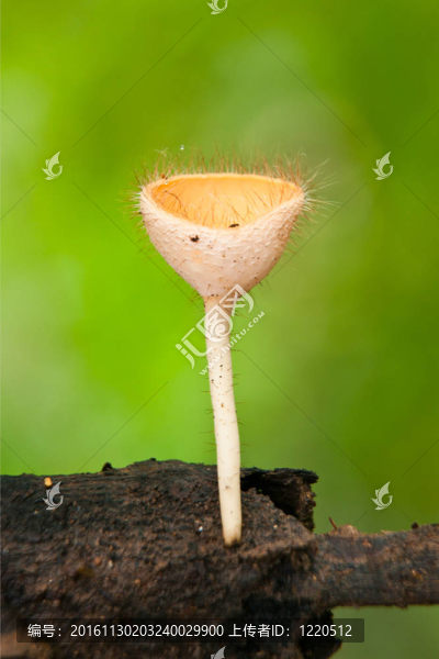 橘子燒杯蘑菇或香檳蘑菇