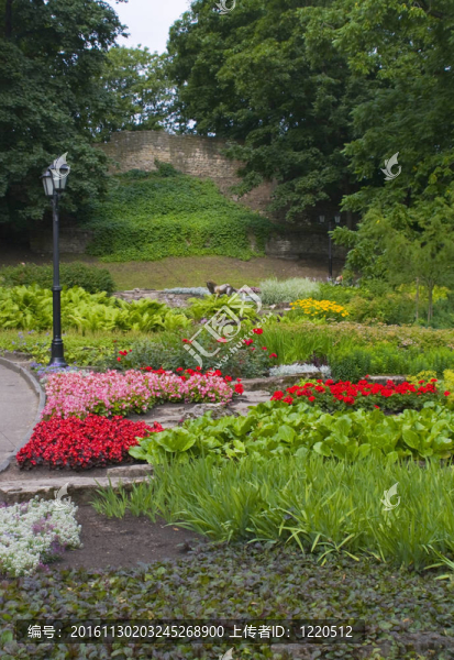 錫蒂市中心里加公園的鮮花