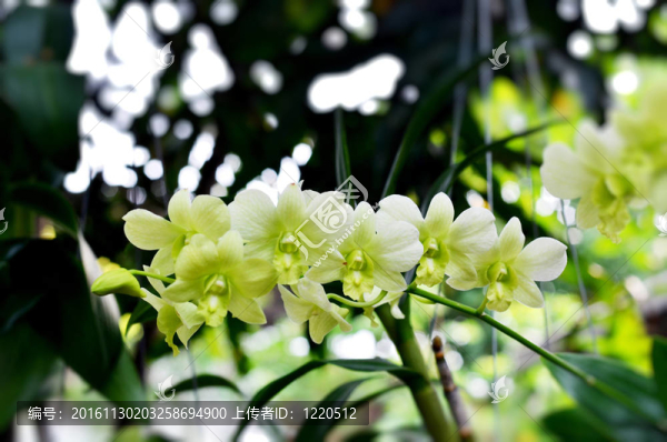 綠色的蘭花
